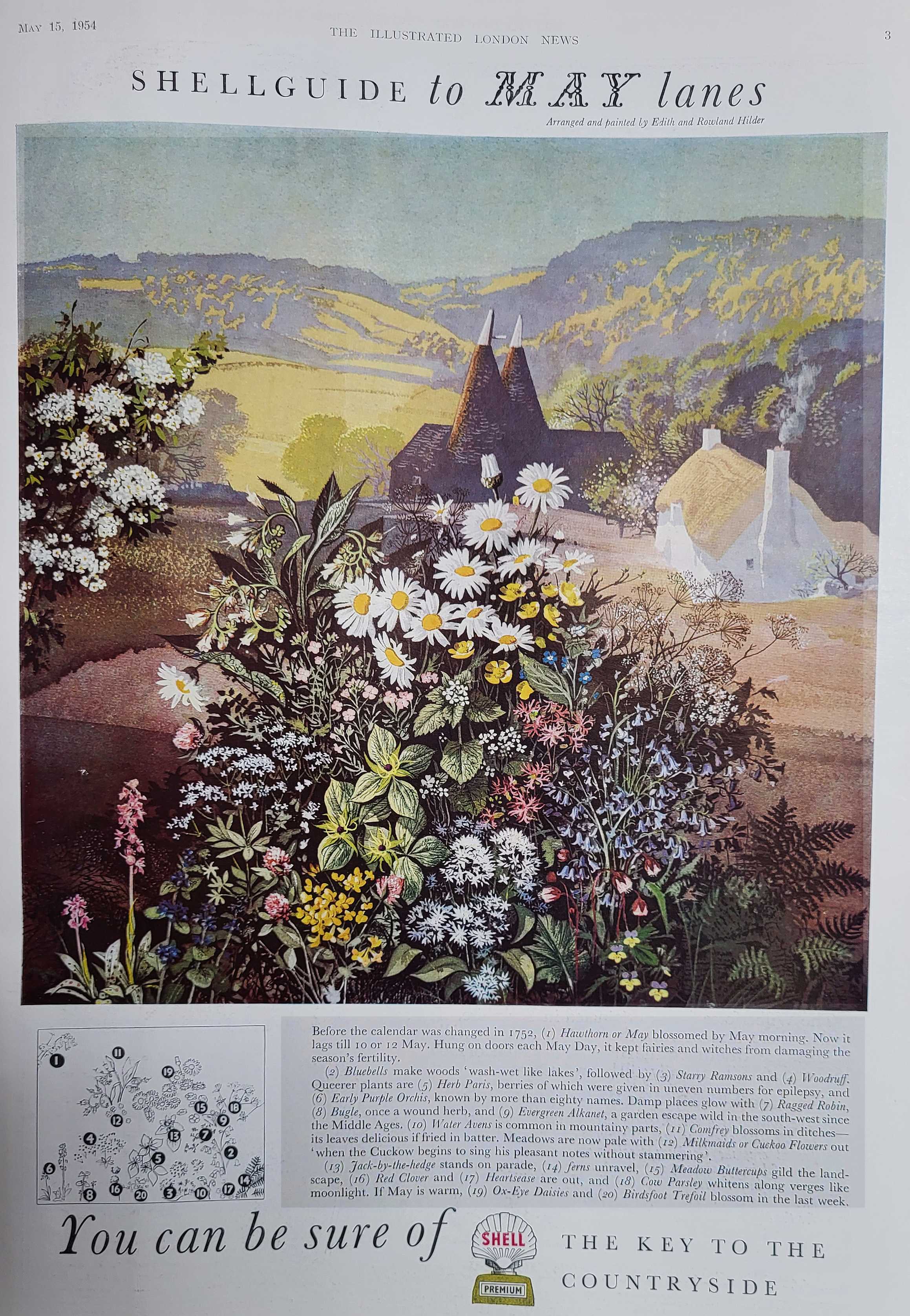 shell wild flowers May